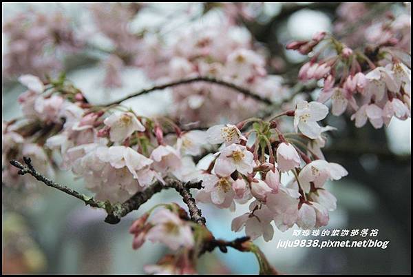 阿里山7.JPG 阿里山7.JPG