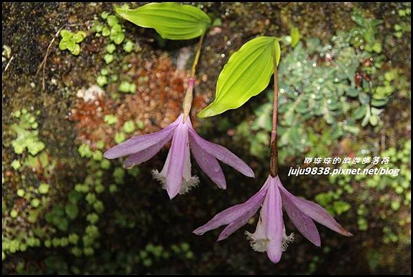 阿里山8.JPG 阿里山8.JPG