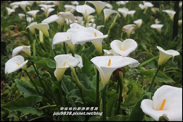 阿里山9.JPG 阿里山9.JPG