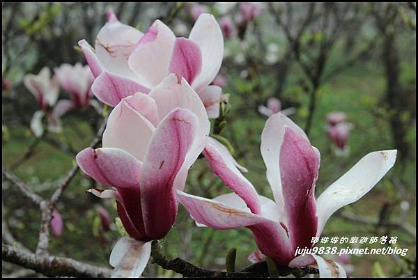 阿里山12.JPG 阿里山12.JPG