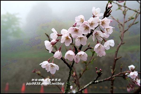 阿里山14.JPG 阿里山14.JPG