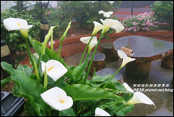 阿里山15.JPG 阿里山15.JPG