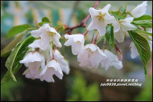 阿里山16.JPG 阿里山16.JPG