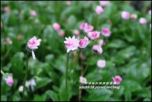 阿里山18.JPG 阿里山18.JPG