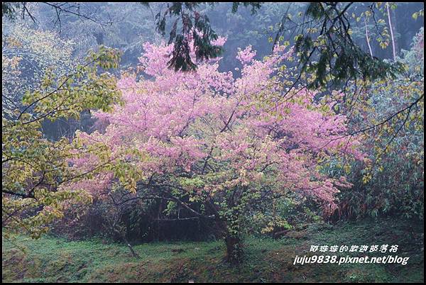阿里山20.JPG 阿里山20.JPG