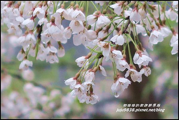 阿里山21.JPG 阿里山21.JPG