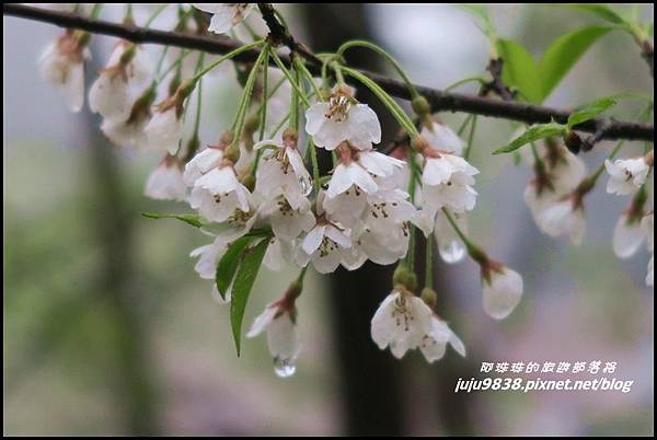 阿里山23.JPG 阿里山23.JPG