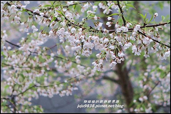 阿里山22.JPG 阿里山22.JPG