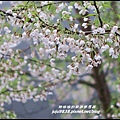 阿里山22.JPG