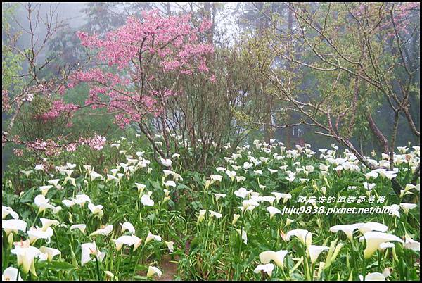 阿里山25.JPG 阿里山25.JPG