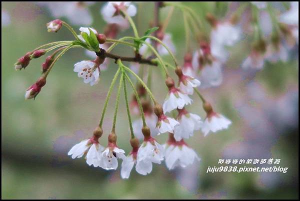 阿里山24.JPG 阿里山24.JPG