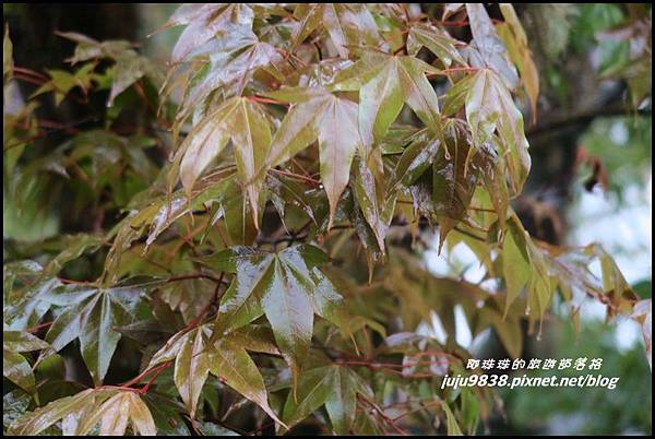 阿里山33.JPG 阿里山33.JPG