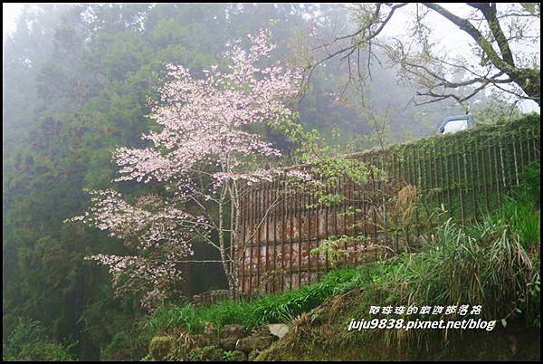 阿里山34.JPG 阿里山34.JPG