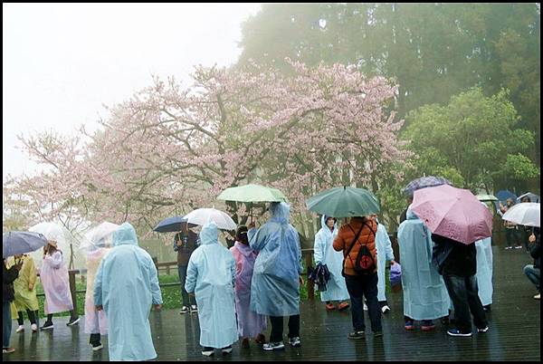 阿里山35.JPG 阿里山35.JPG
