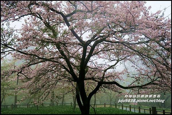 阿里山36.JPG 阿里山36.JPG