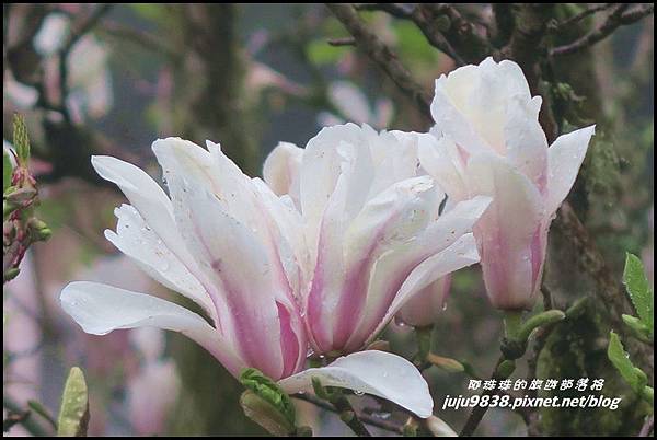 阿里山37.JPG 阿里山37.JPG