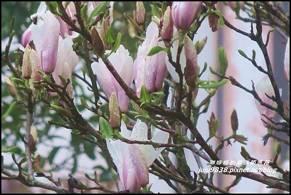 阿里山38.JPG 阿里山38.JPG