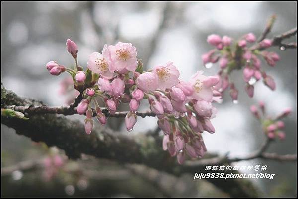 阿里山39.JPG 阿里山39.JPG