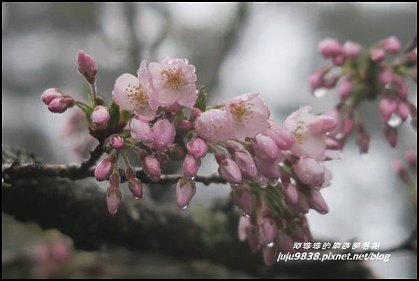 阿里山40.JPG 阿里山40.JPG