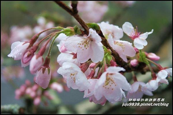 阿里山41.JPG 阿里山41.JPG