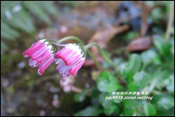 阿里山42.JPG 阿里山42.JPG