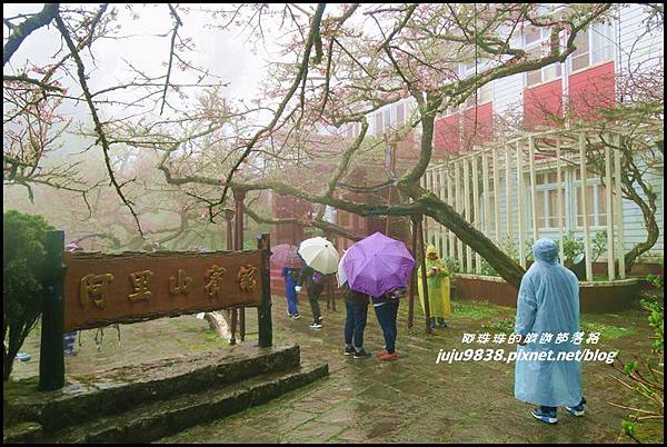阿里山44.JPG 阿里山44.JPG