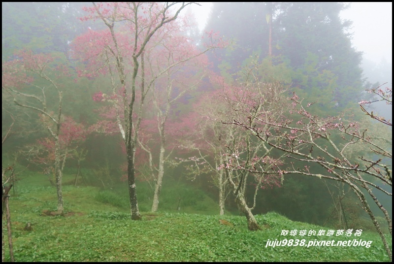 阿里山45.JPG 阿里山45.JPG