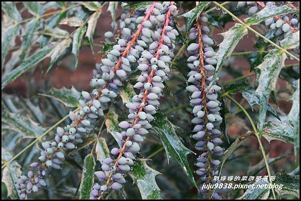 阿里山47.JPG 阿里山47.JPG