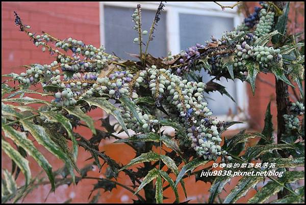 阿里山46.JPG 阿里山46.JPG