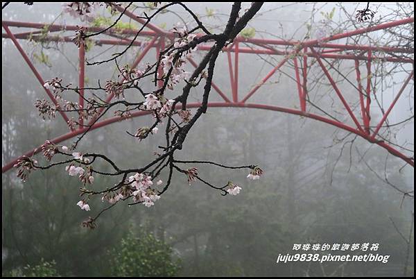 阿里山48.JPG 阿里山48.JPG