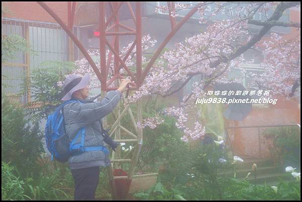 阿里山49.JPG 阿里山49.JPG