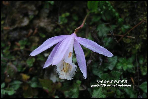 阿里山53.JPG 阿里山53.JPG