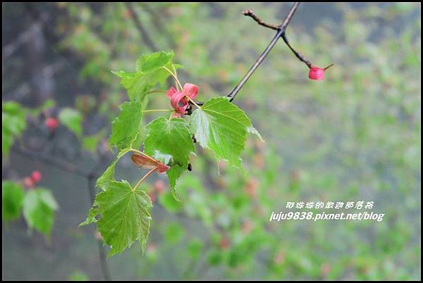 阿里山56.JPG 阿里山56.JPG