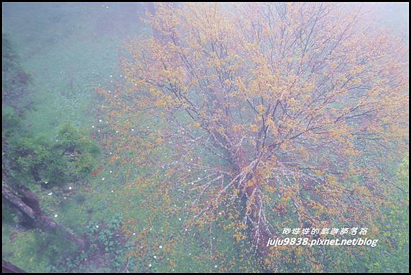 阿里山57.JPG 阿里山57.JPG