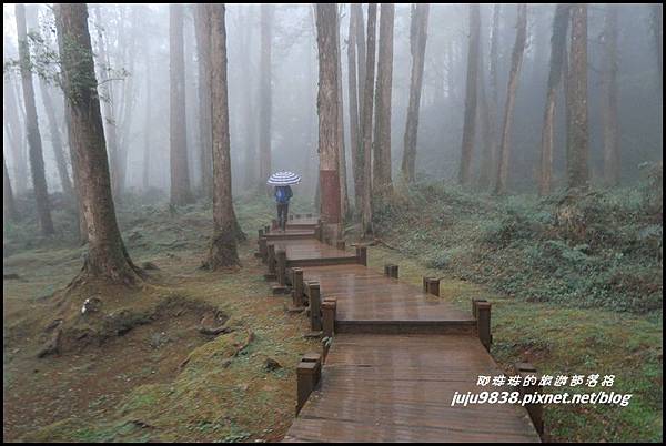 阿里山63.JPG 阿里山63.JPG
