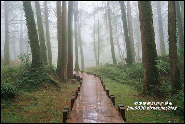 阿里山64.JPG 阿里山64.JPG