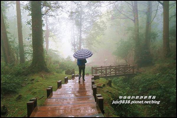 阿里山65.JPG 阿里山65.JPG