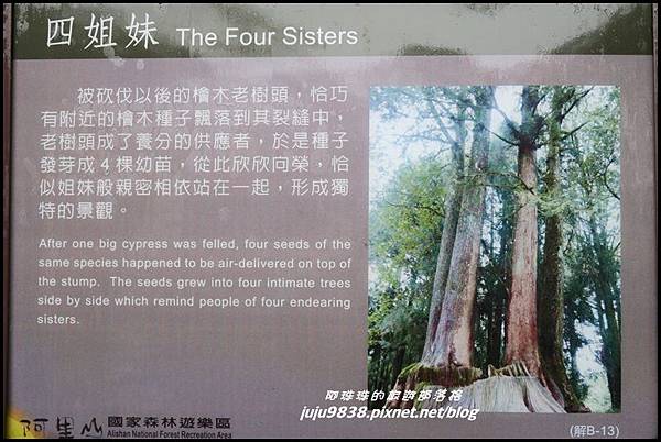 阿里山67.JPG 阿里山67.JPG