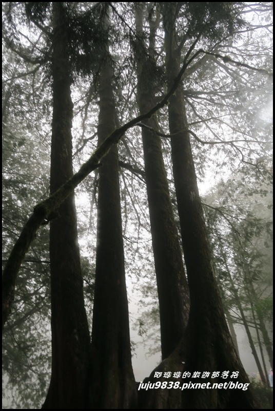 阿里山68.JPG 阿里山68.JPG