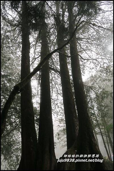阿里山68.JPG 阿里山68.JPG