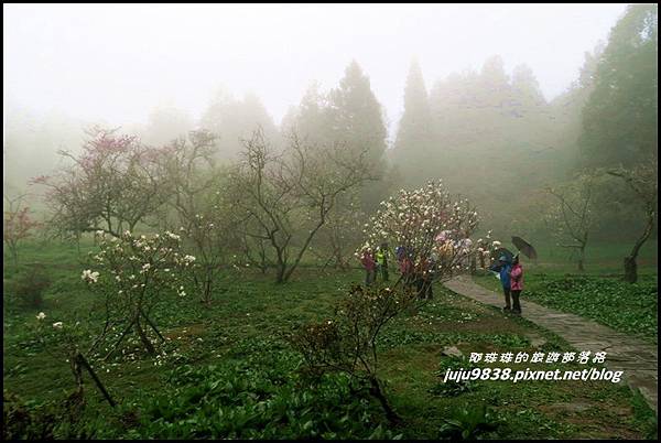 阿里山71.JPG 阿里山71.JPG