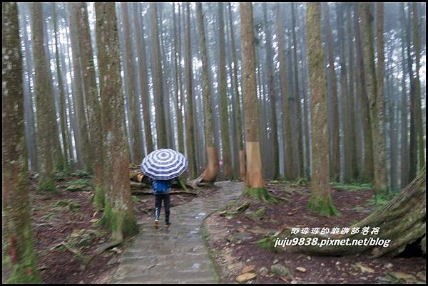 阿里山70.JPG 阿里山70.JPG