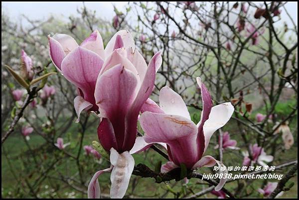 阿里山72.JPG 阿里山72.JPG