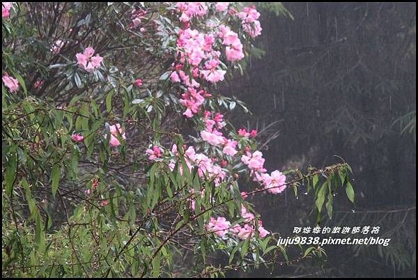 阿里山74.JPG 阿里山74.JPG