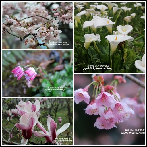 阿里山75 阿里山75