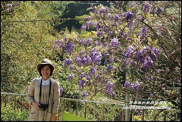 瑞里紫藤花季4.JPG