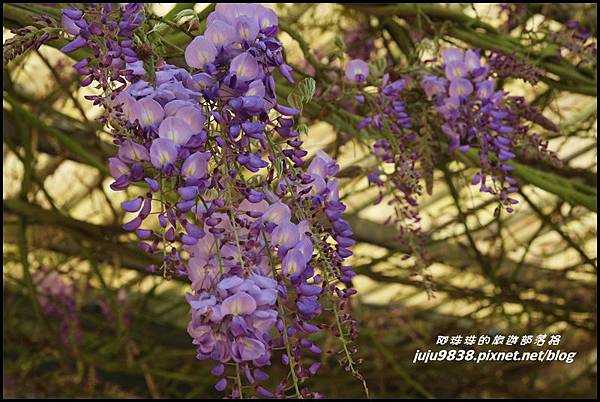 瑞里紫藤花季3.JPG