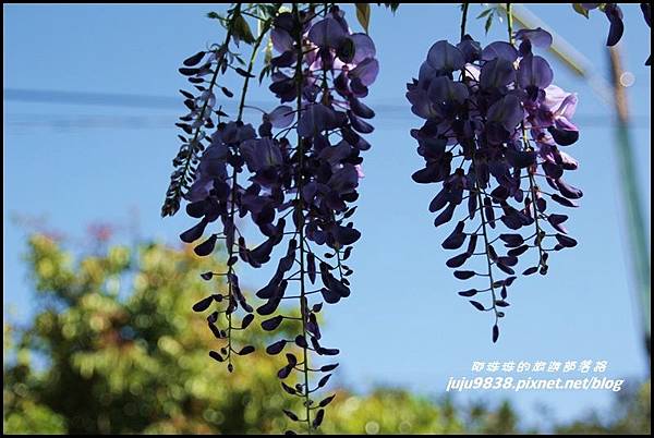 瑞里紫藤花季9.JPG 瑞里紫藤花季9.JPG