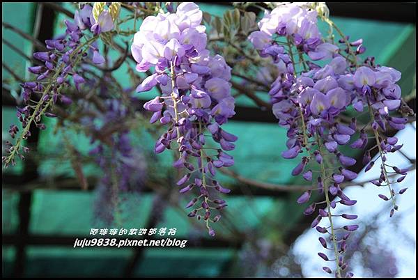 瑞里紫藤花季10.JPG