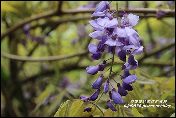 瑞里紫藤花季12.JPG 瑞里紫藤花季12.JPG